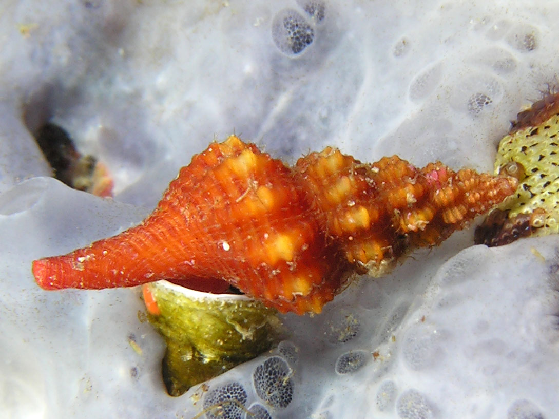 Fisinus pulchellus?